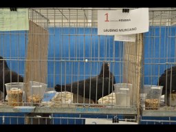 Concurso de Palomas 2012